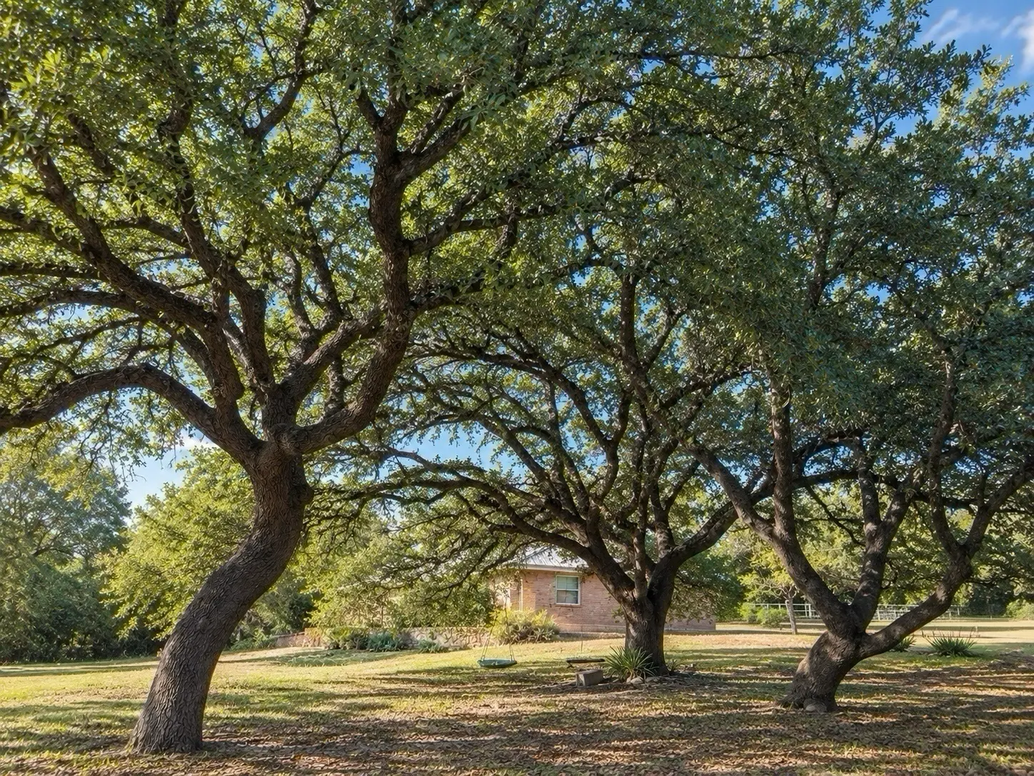 Mature oak trees at Triple Oaks Estate in Leander, Texas